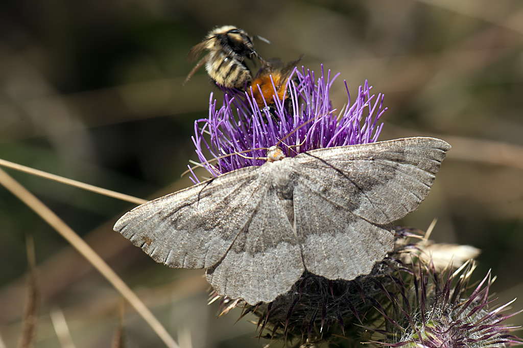 Falena da identificare